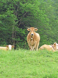 Glückliche Kühe in Bayern