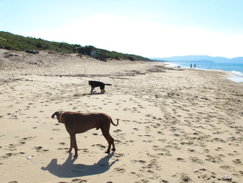 hundestrand