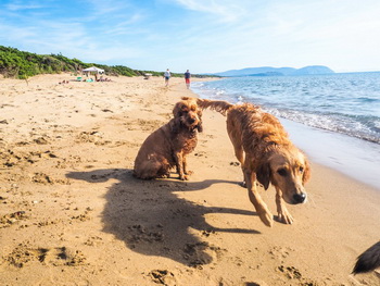 hunde strand