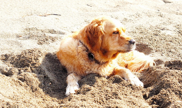 strand hund 
