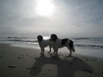 Gasthunde Garvin und Wendy am Strand 