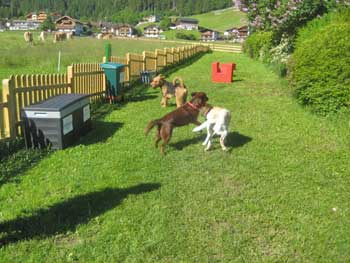 hundespielwiese